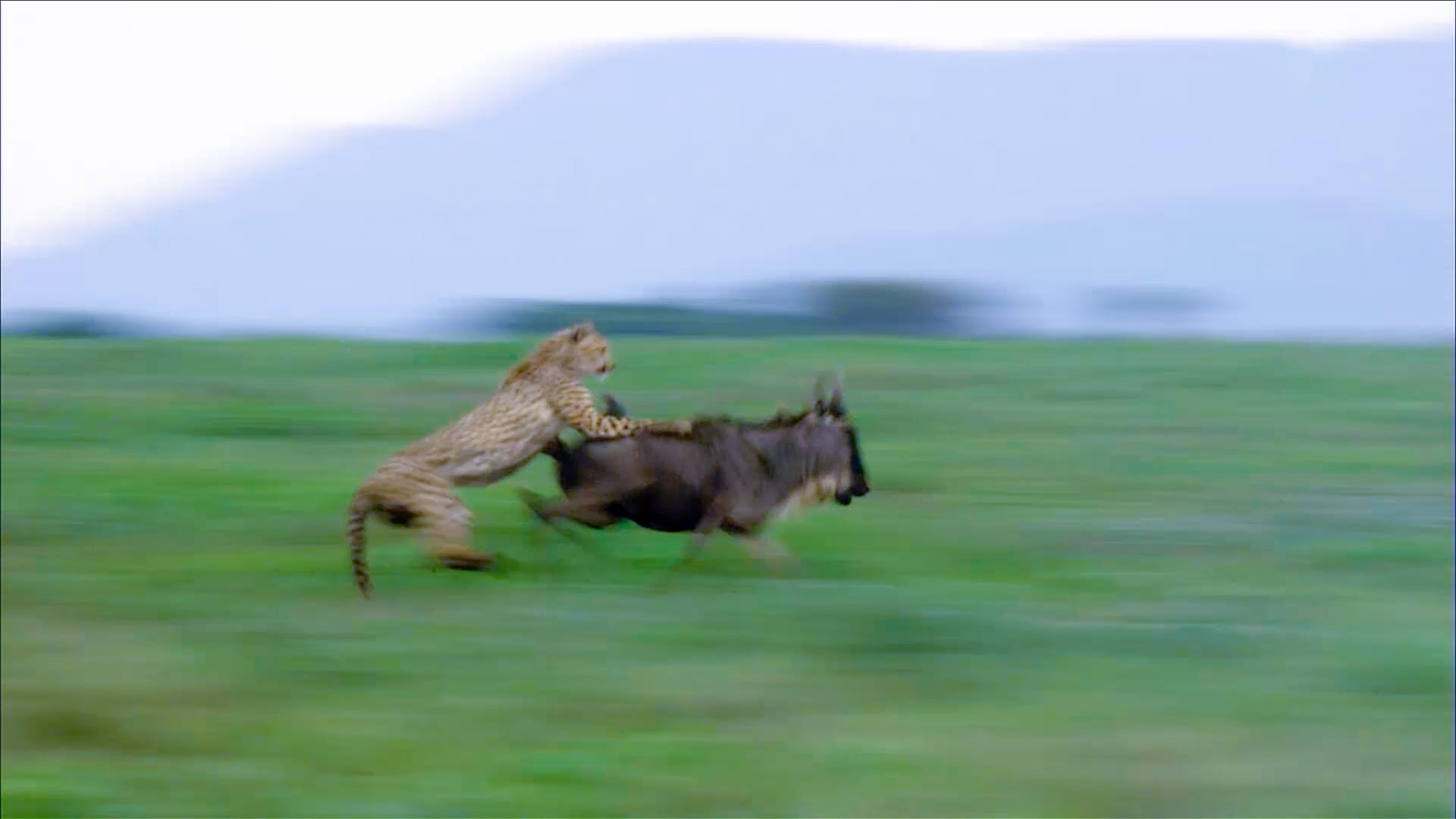 Dramatic moment wildebeest fends off hungry cheetahs and escapes with ...
