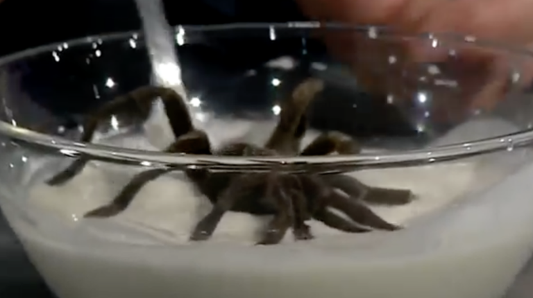 Could you survive on nothing but bugs?