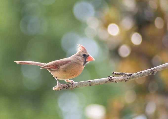 Is hot pepper bird seed safe for birds?