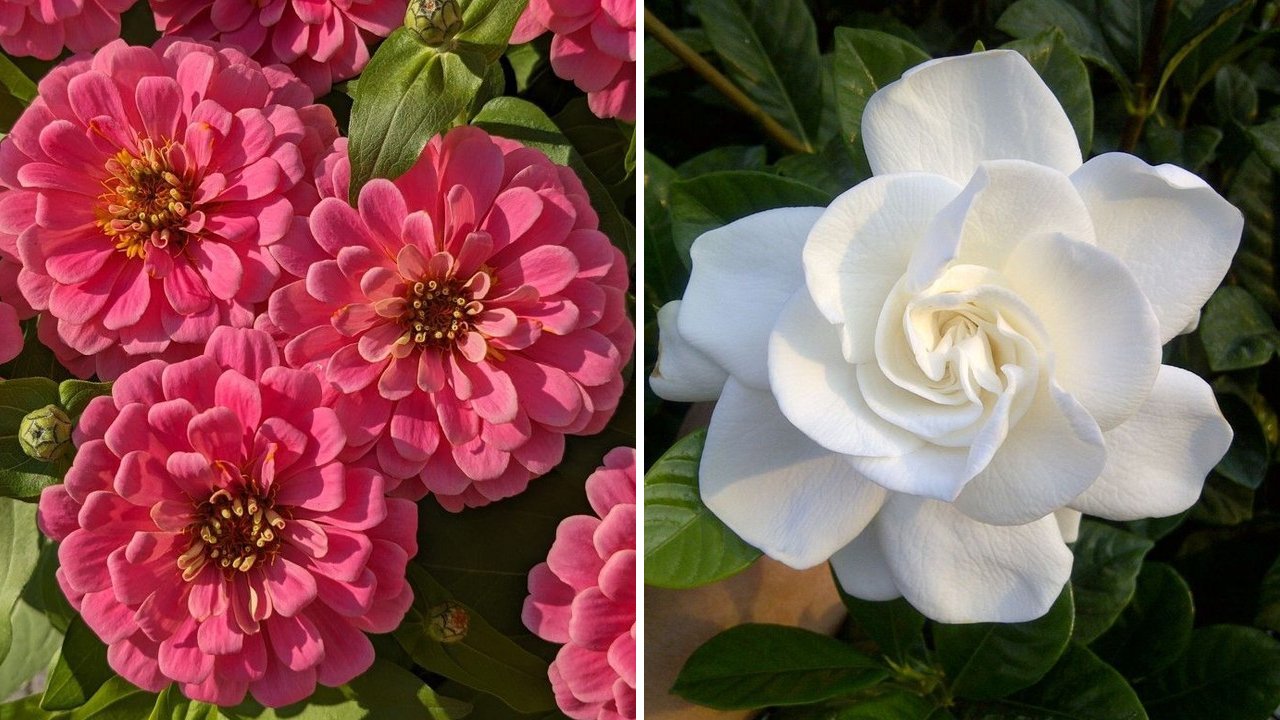 What 30 flowers symbolize, and why it matters when you give them