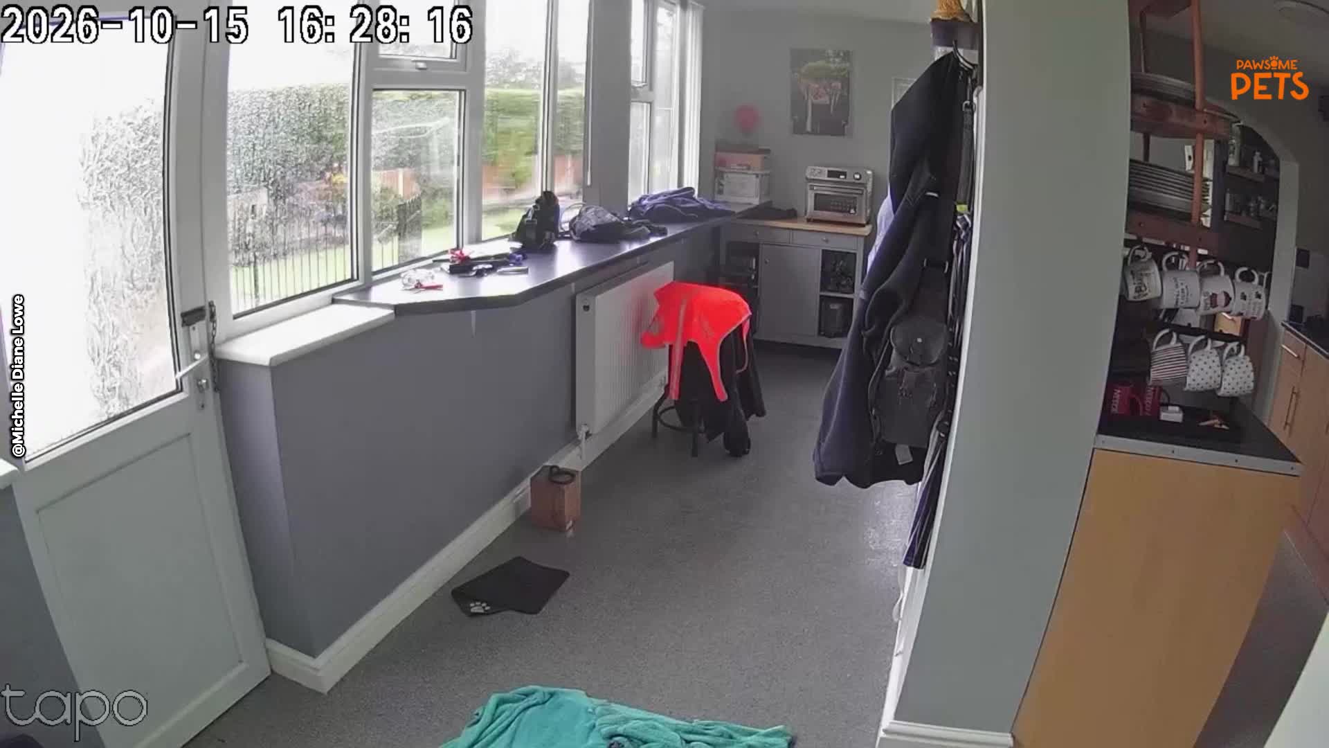 Woman checks home security camera to discover surprise way dog opens a ...