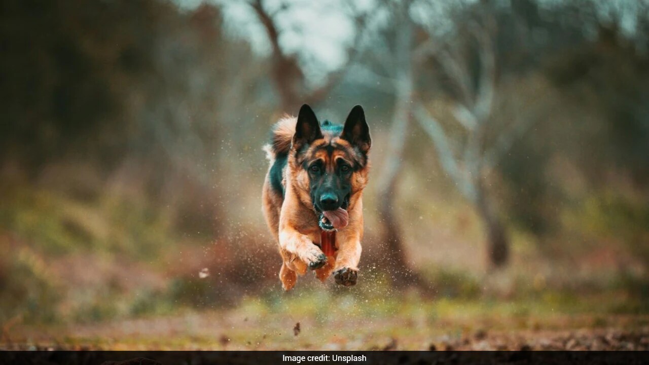 Genetically engineered military dogs? US-based startup raises $200 ...