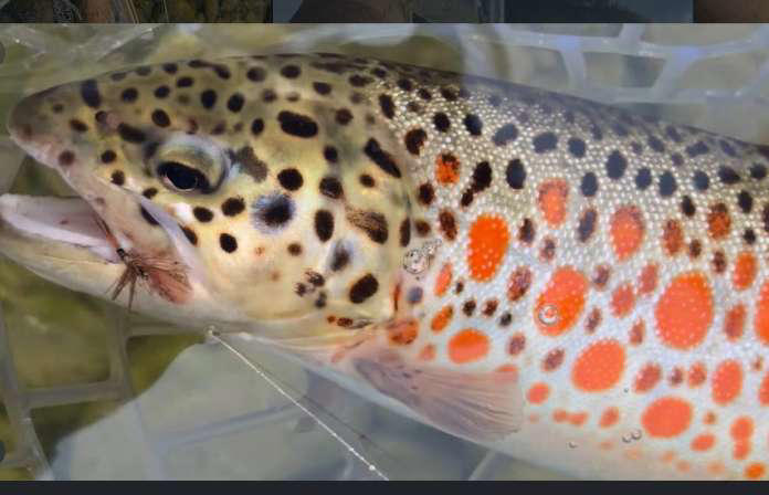 Oddball stockies: 5 unusual hatchery trout you should know