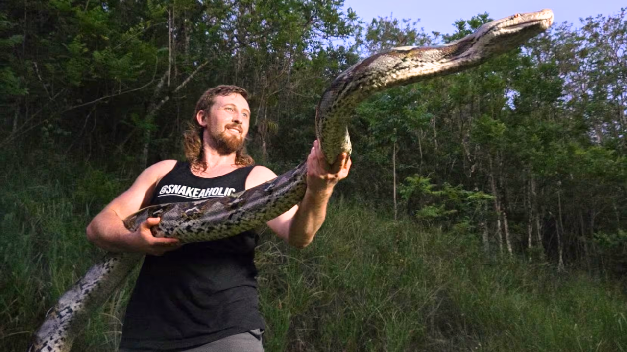 Florida hunter captures record 18-foot invasive python in Puerto Rico