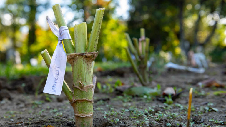 5 dahlia tuber mistakes to avoid this fall