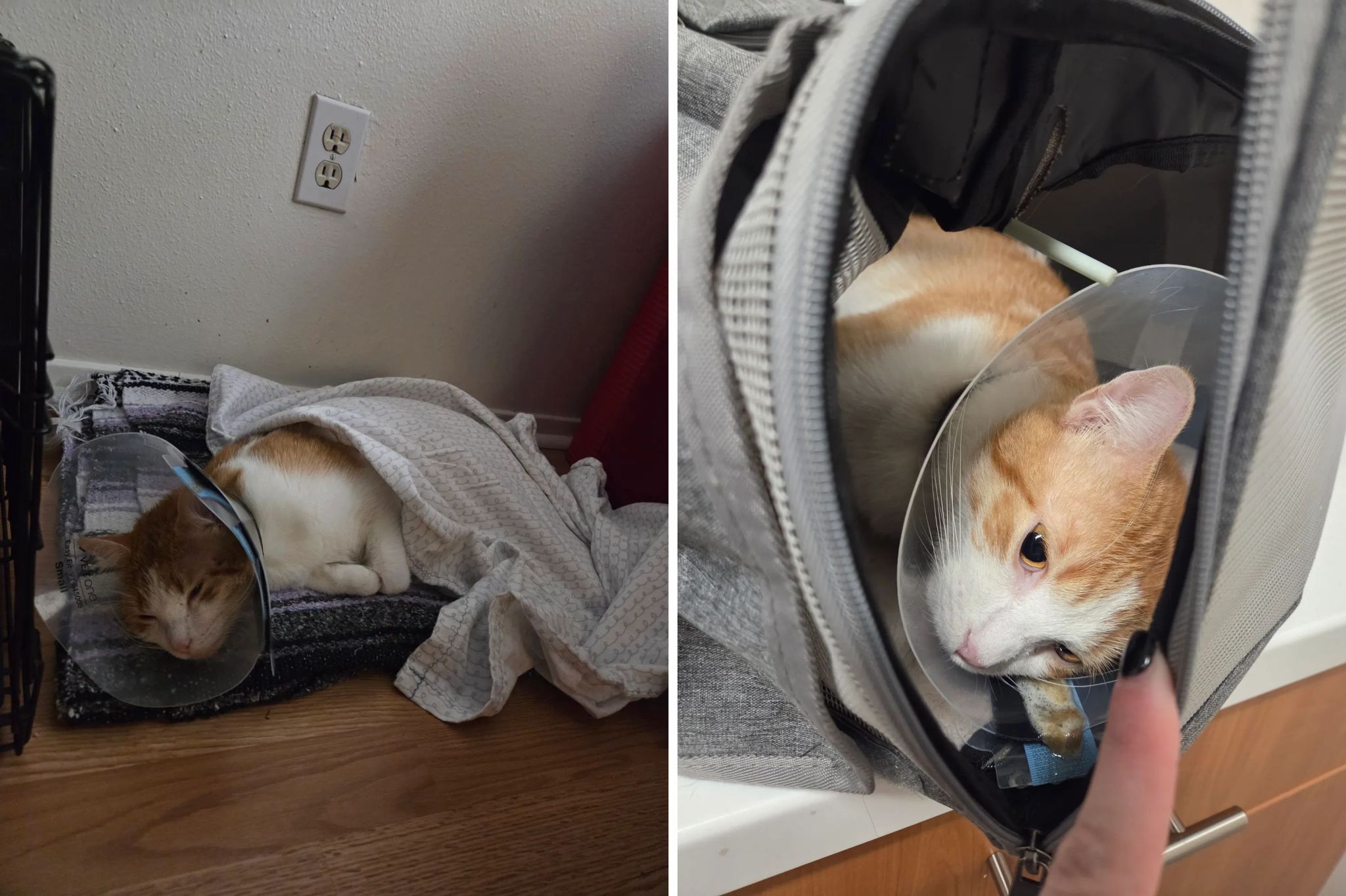 Single mom tells vet she only has $800 for injured cat—then comes the bill
