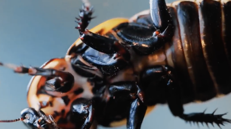 We just wiped out every cockroach. Here’s why that backfires