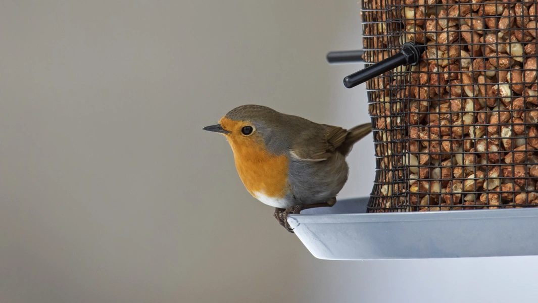 RSPB opens seasonal feeding window for garden birds