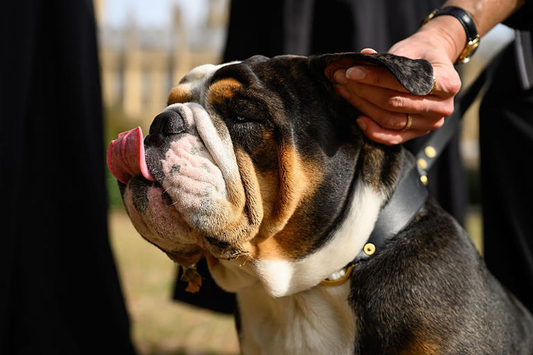Most expensive dogs 2026: These are the 10 most expensive breeds of ...