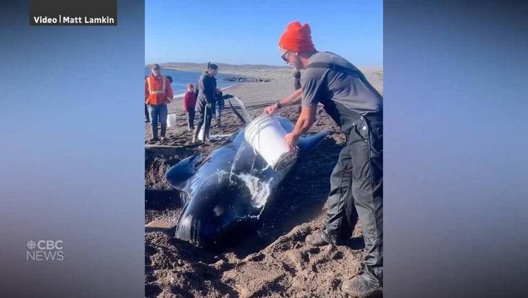 Point May, NL residents rally for a whale-sized weekend rescue