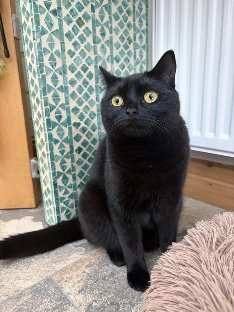 Twinkle shows why black cats deserve more, says Preston cat sitter