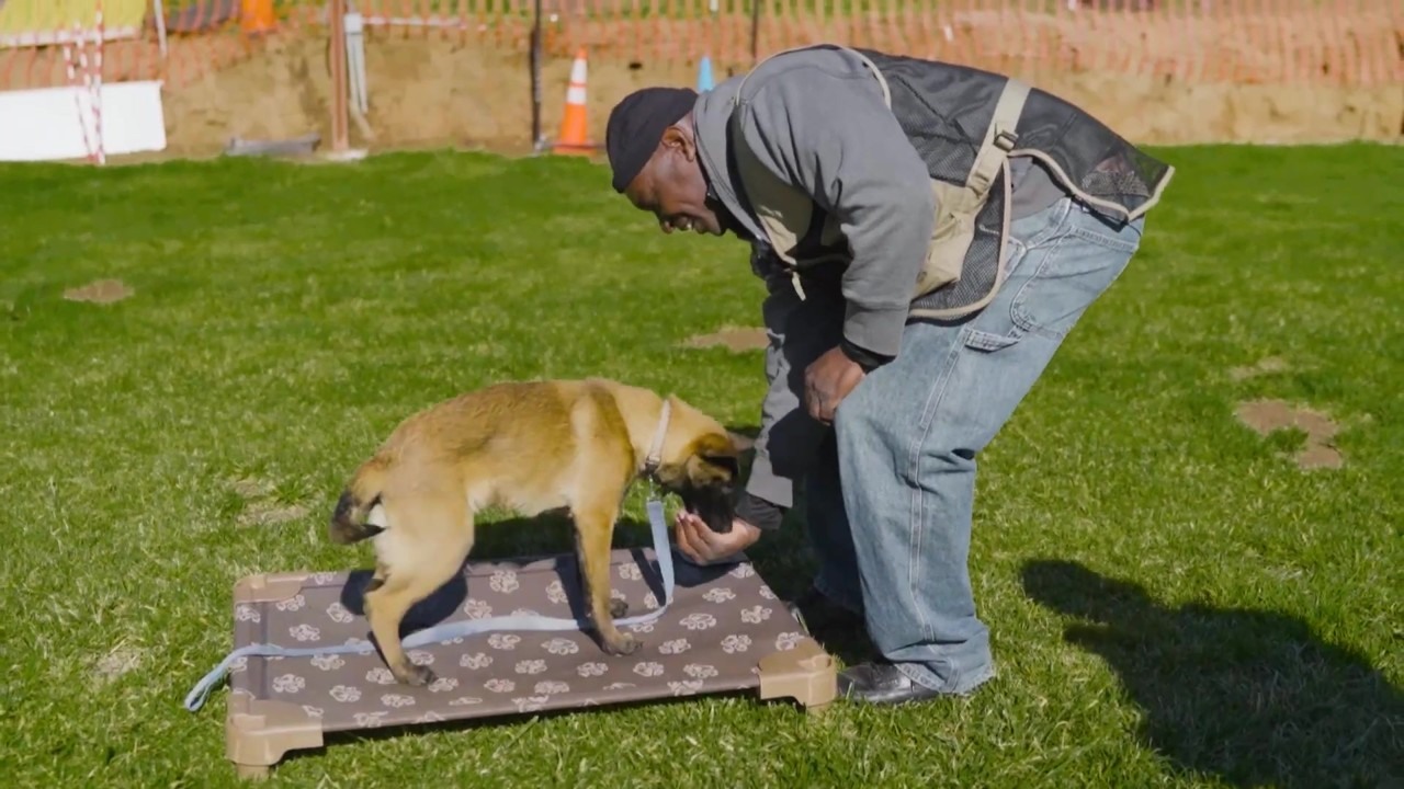 Dog training: When to reward slow responses