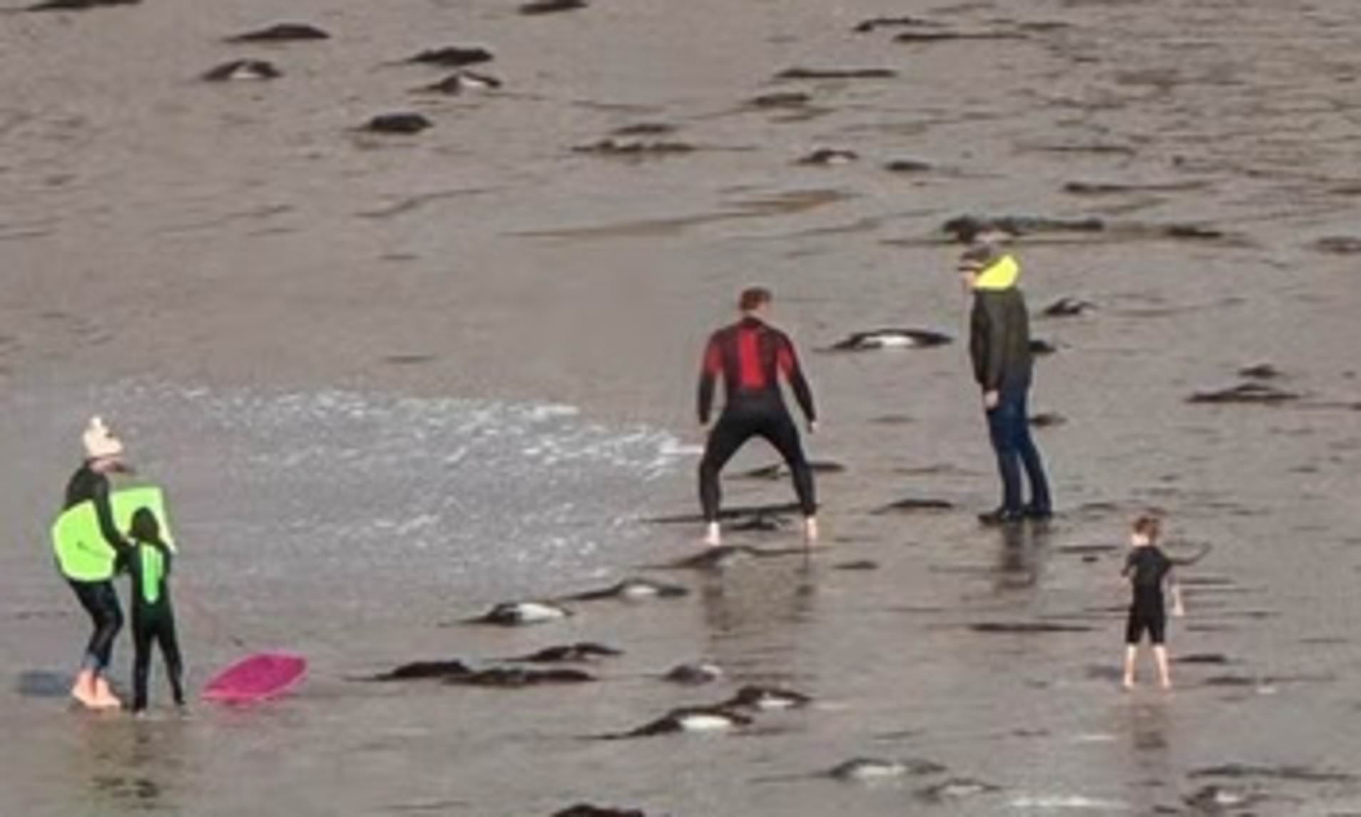 Fight breaks out on Cornwall beach as family with small children ignore ...