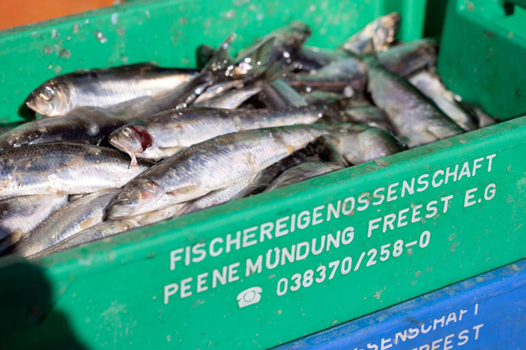 Germany wants EU to extend exemption for small-scale herring fishing