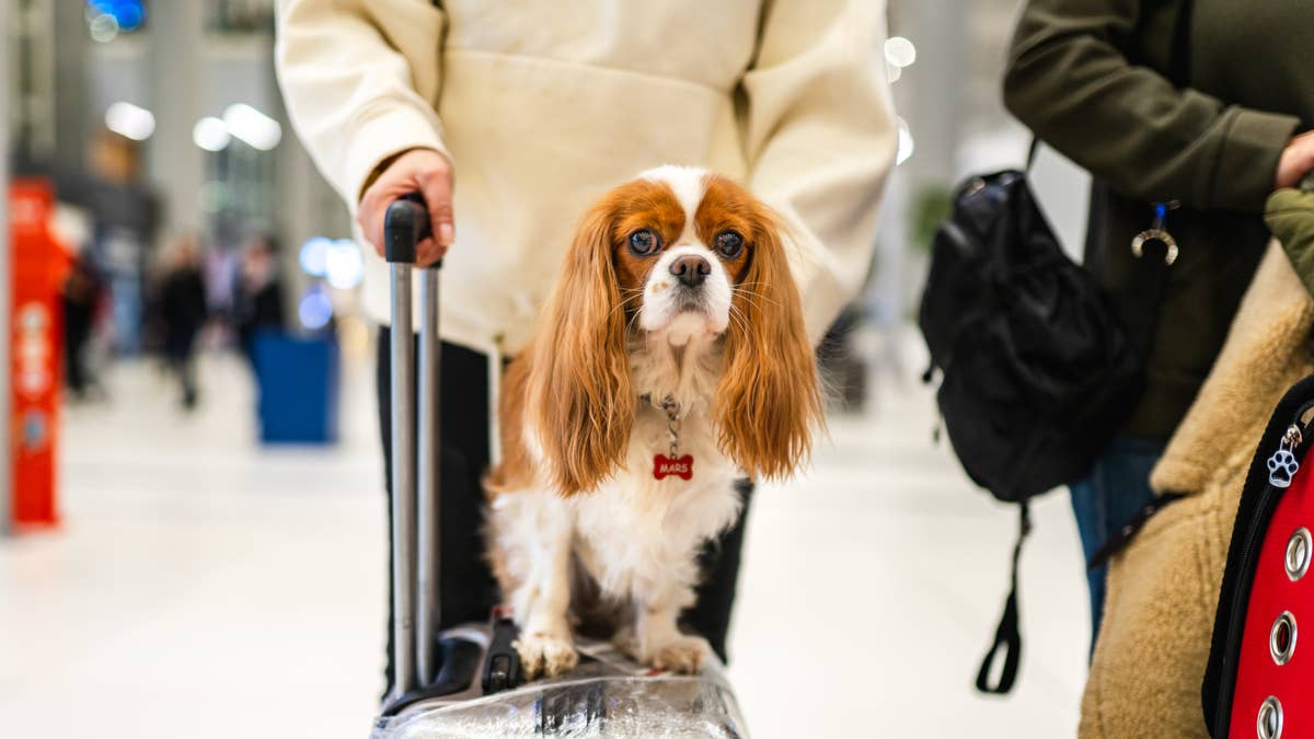 The best US airline for flying with pets this Christmas
