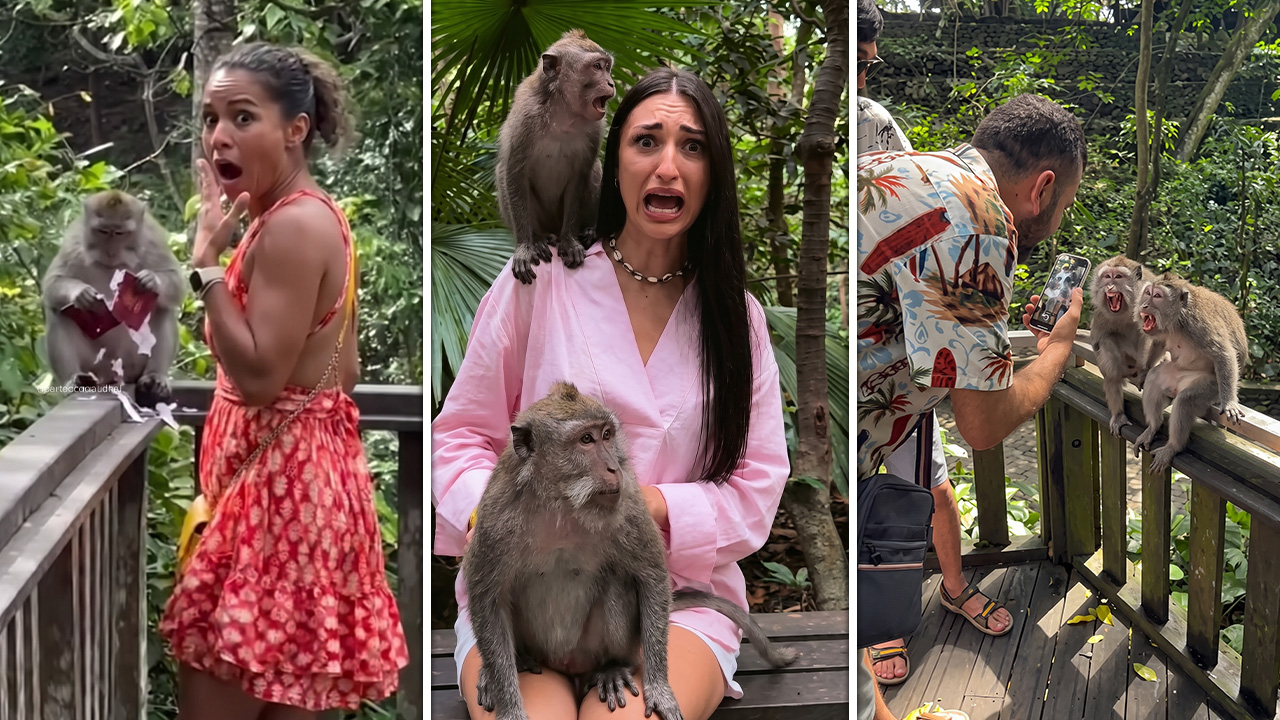 7 foolish tourists who messed with the wrong monkey!