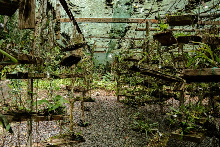 Botanists comb Gabon's rich rainforests with nature on the line