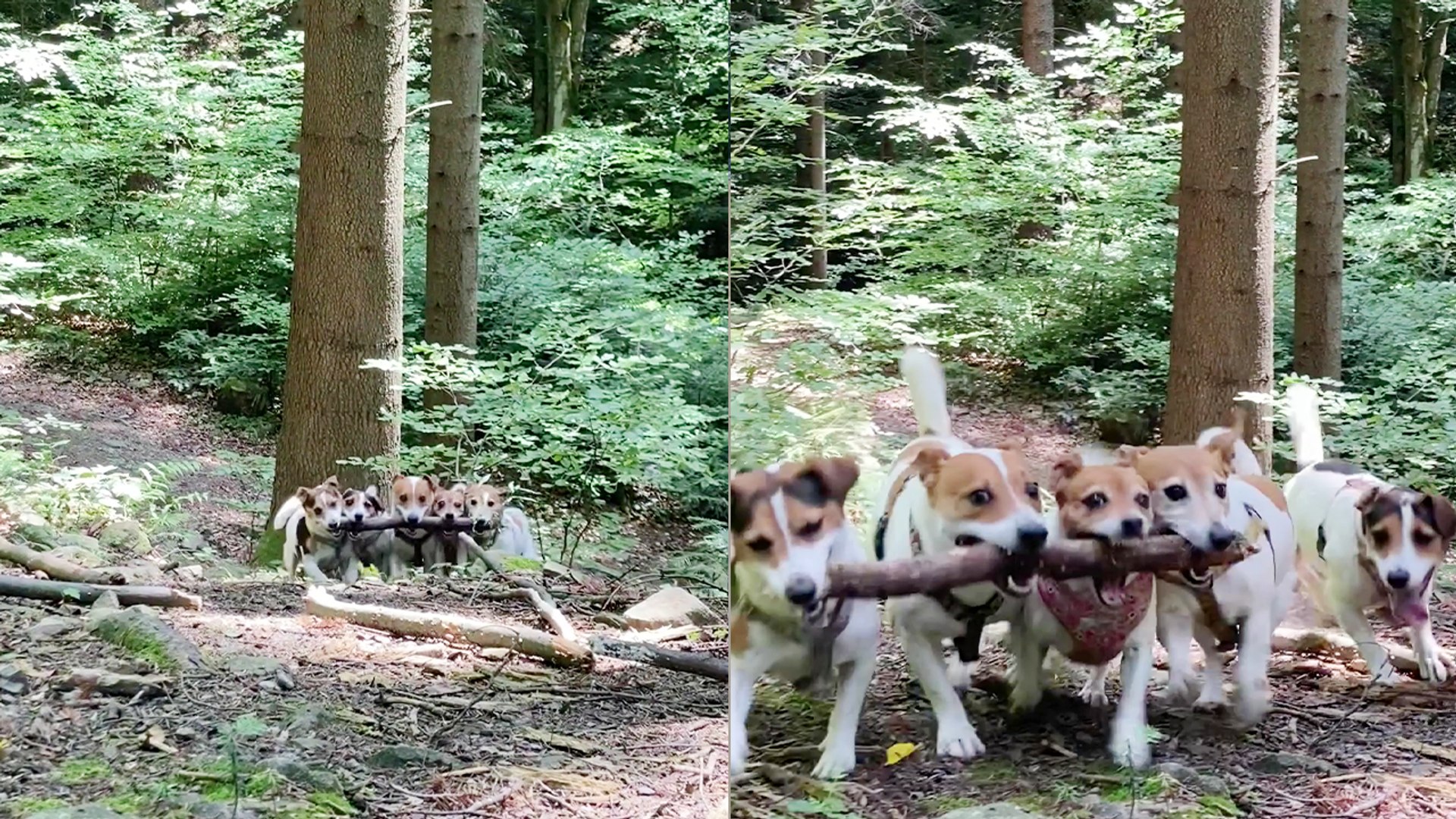 Group of dogs joyfully uniting over a shared stick
