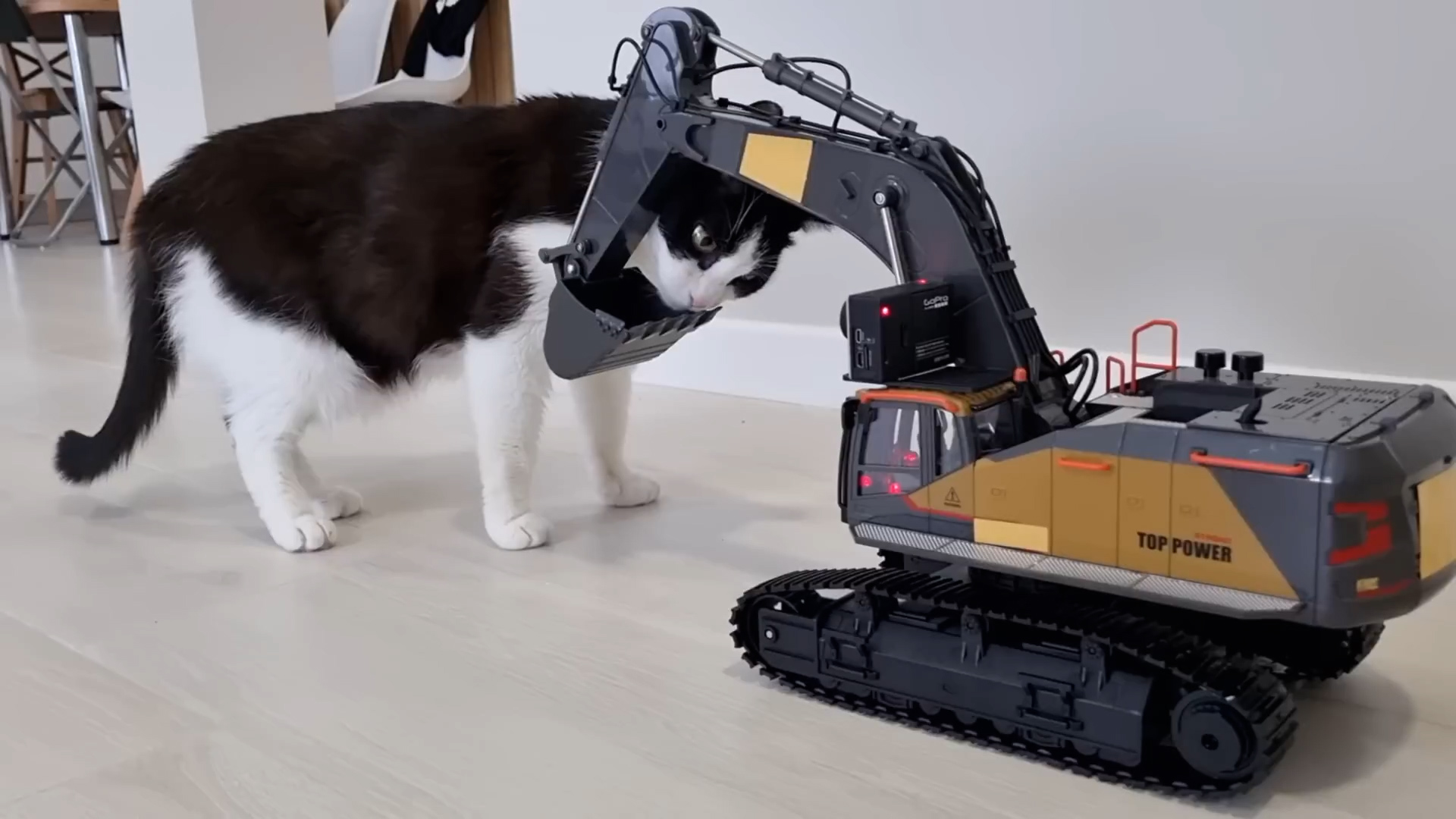 Cat sees excavator move and freezes