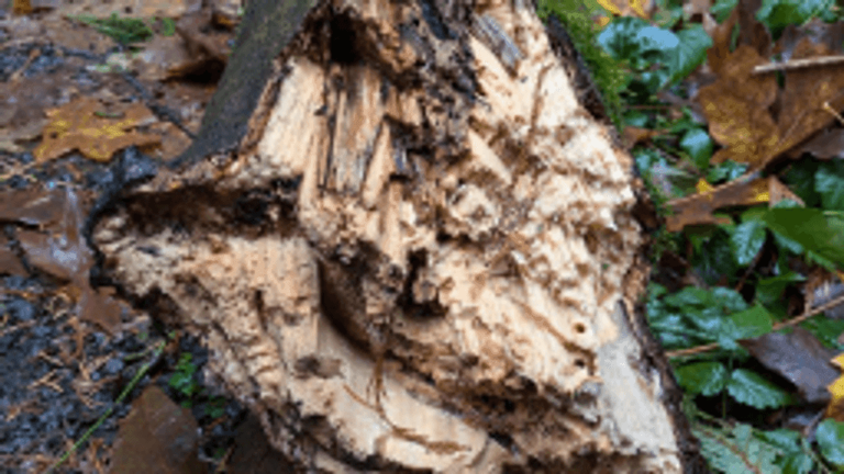 Court docs: Woman hit by falling tree in Gabriel Park seeks $15M in ...