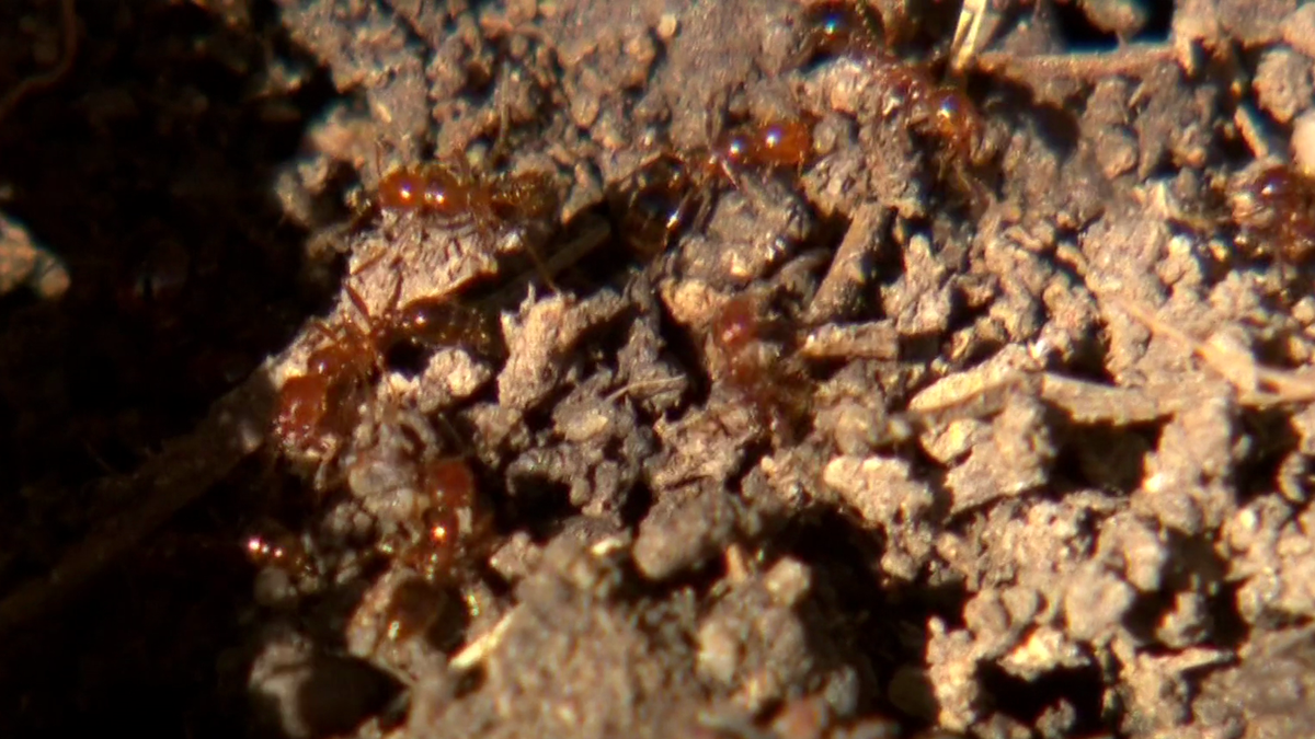 Sydney inner west suburbs locked down as deadly fire ant threat escalates