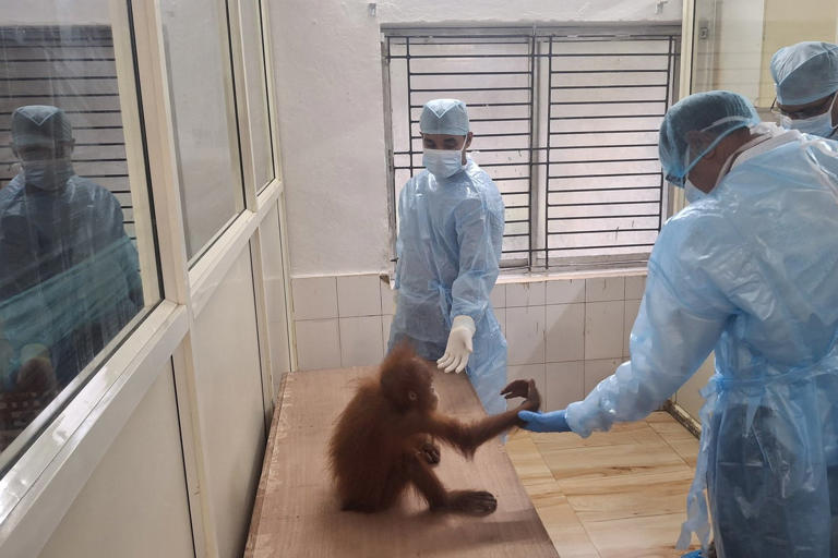Baby orangutans in India expose illegal wildlife trade