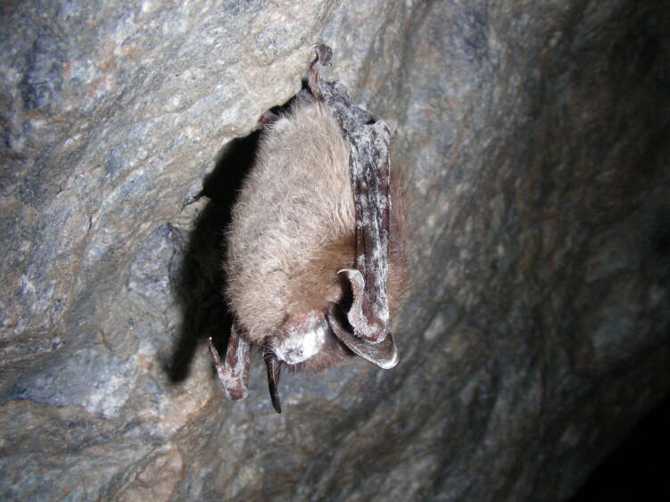Bat Week shines a light on bats' role in nature and the need to protect ...
