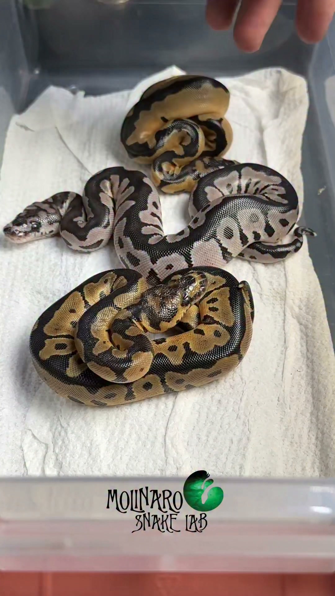 The last baby snake is out and it’s grumpy!