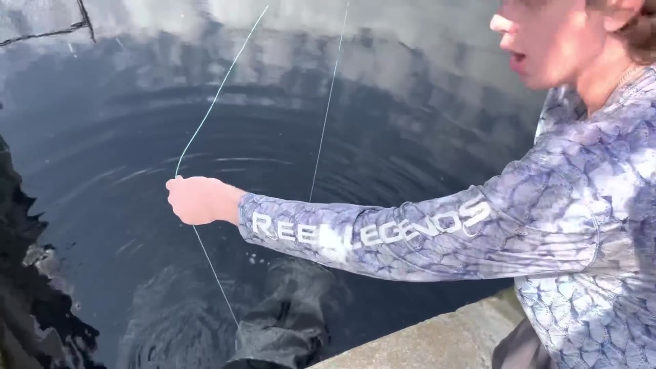 Fish traps are deployed in a search for large aquarium fish