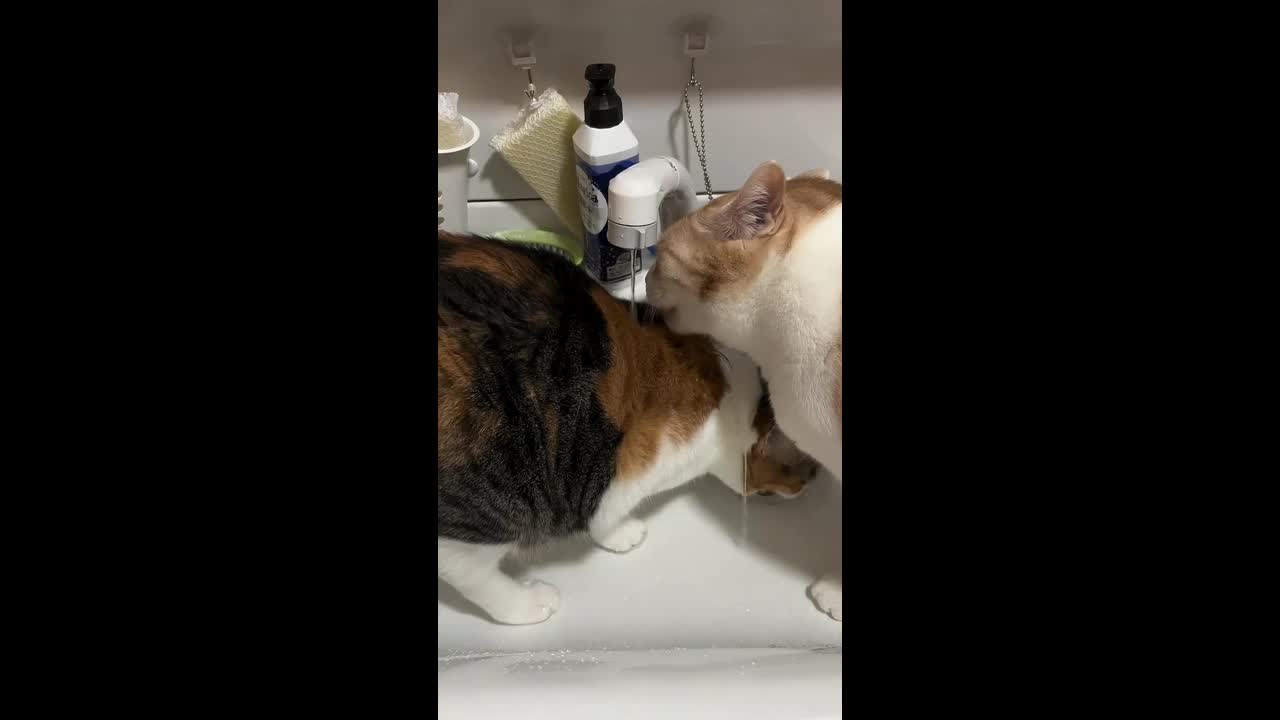 Two cats share a drink under a running faucet in Hebei, China