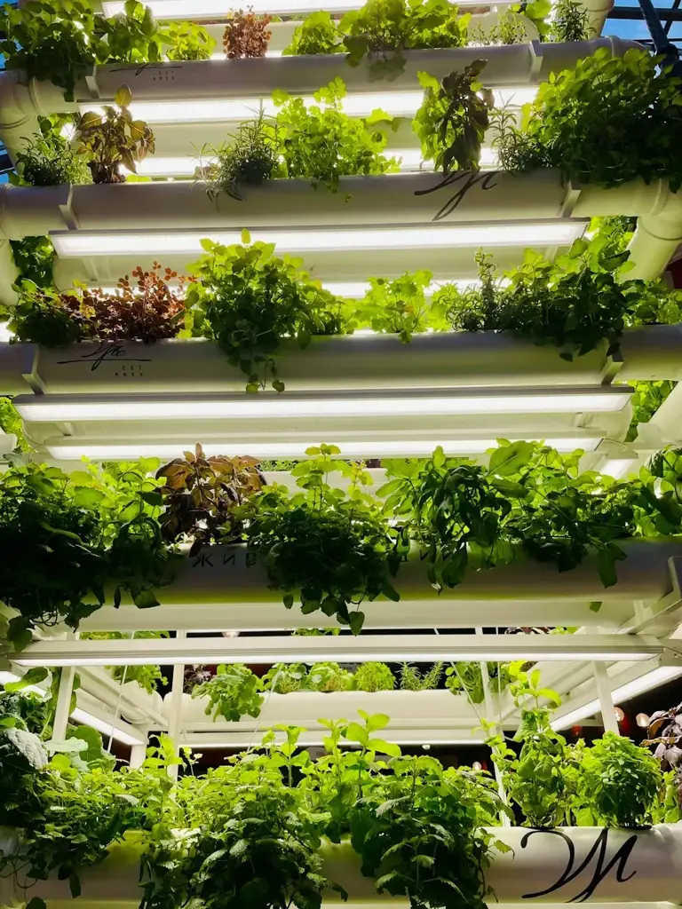 Vertical farming grows crops indoors on stacked shelves under LED light