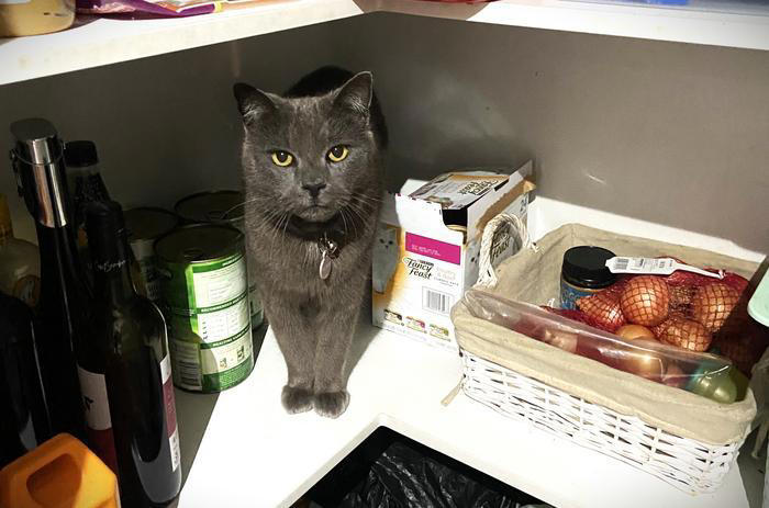 Cats fed vegan food were less often overweight in a survey of 1,305 ...