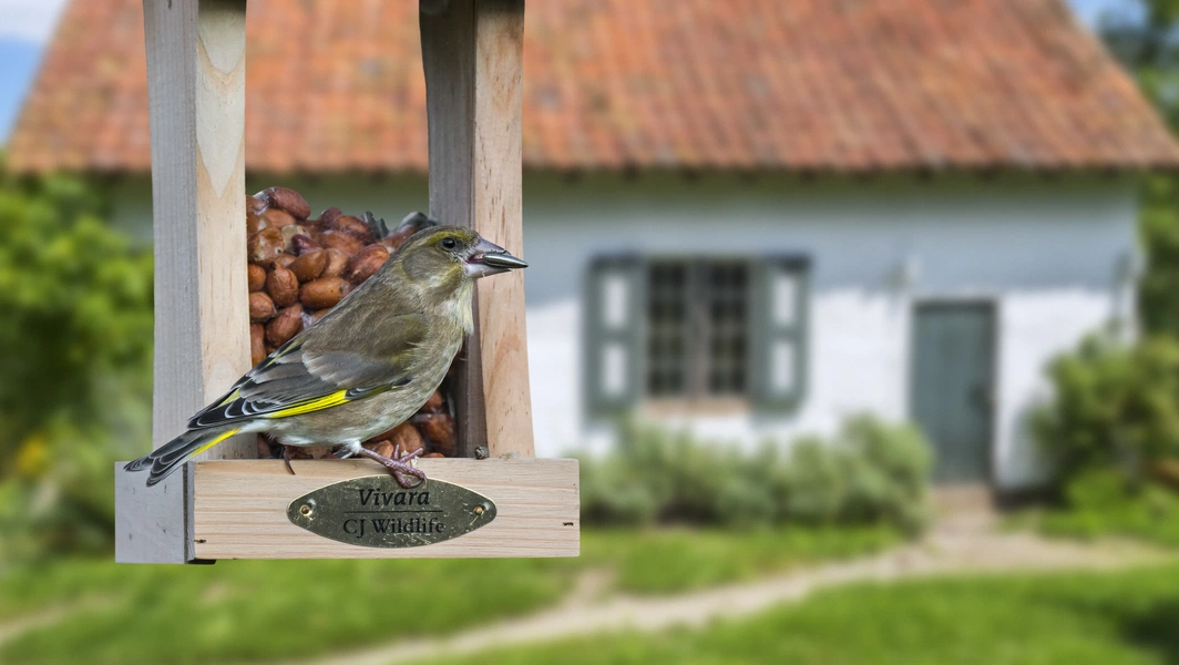 RSPB opens seasonal feeding window for garden birds