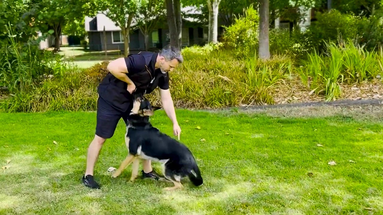 Nate Schoemer’s dogs follow a structured daily routine