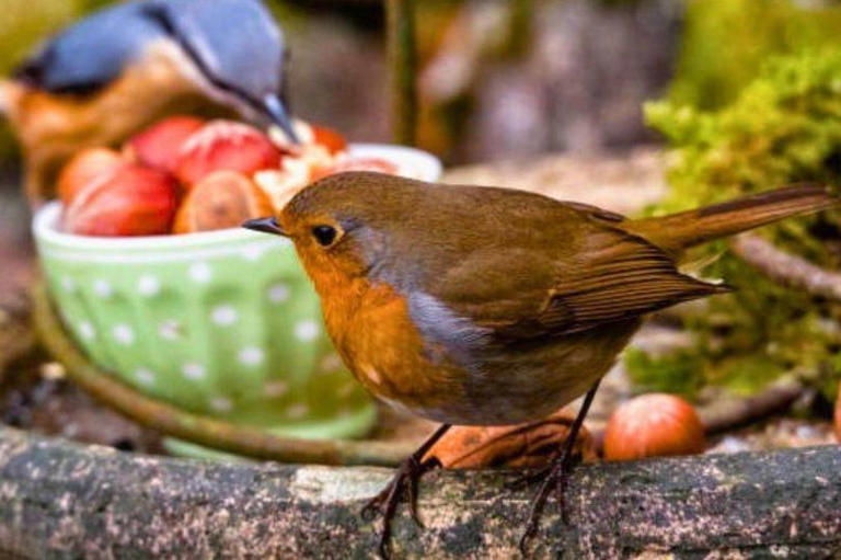 Robins will visit gardens if you swap seeds for a more natural item instead