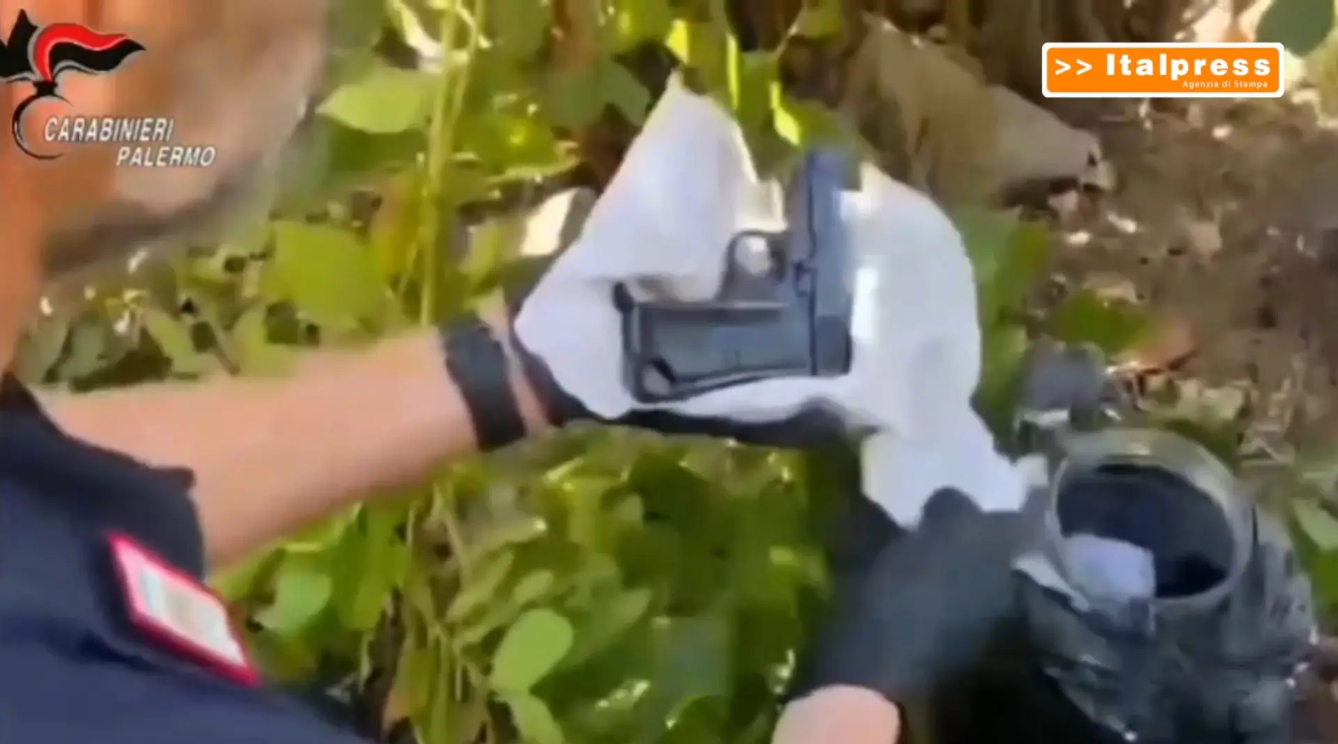 Droga e armi tra le piante nel Palermitano, il fiuto del cane Vera ...