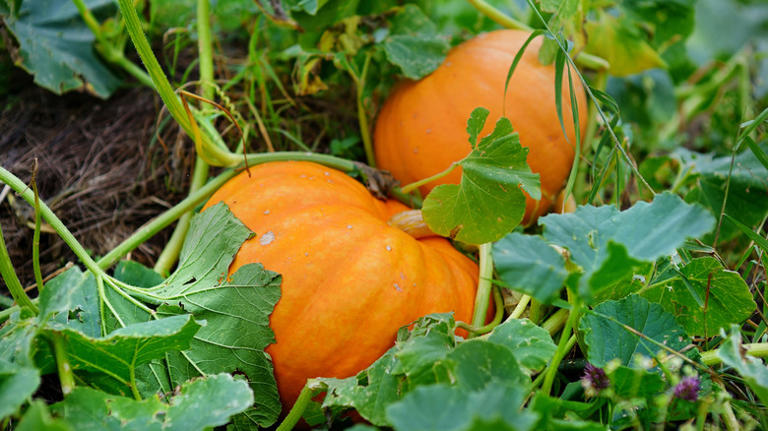 Are pumpkins a good choice for container gardening?