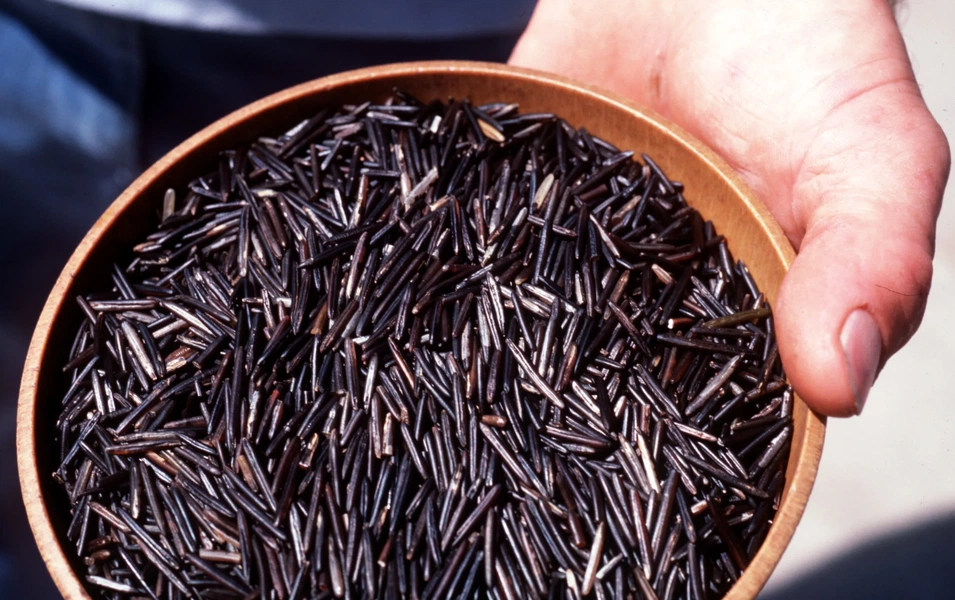 Wild rice love: culture, health and kitchen magic
