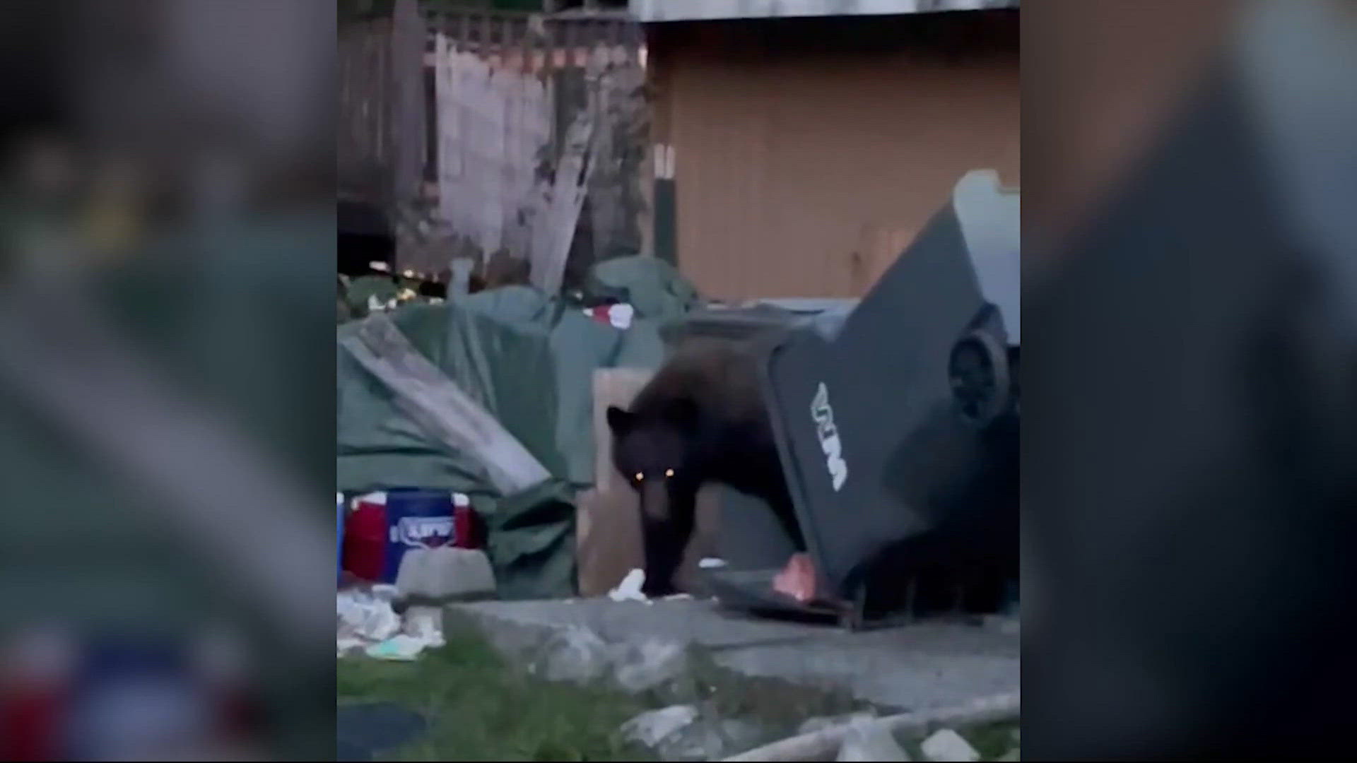 Washington woman attacked by black bear while taking out the trash