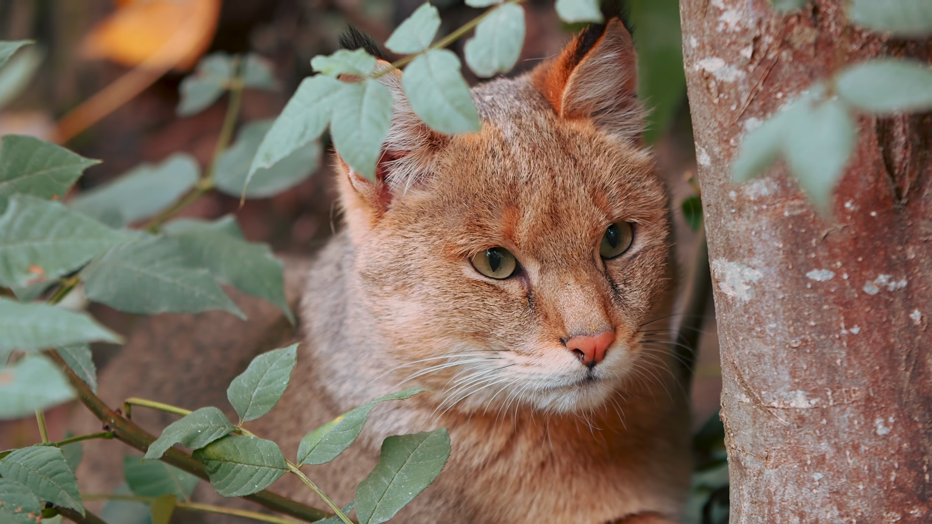 This wild cat hunts snakes and baby gazelles then eats something ...