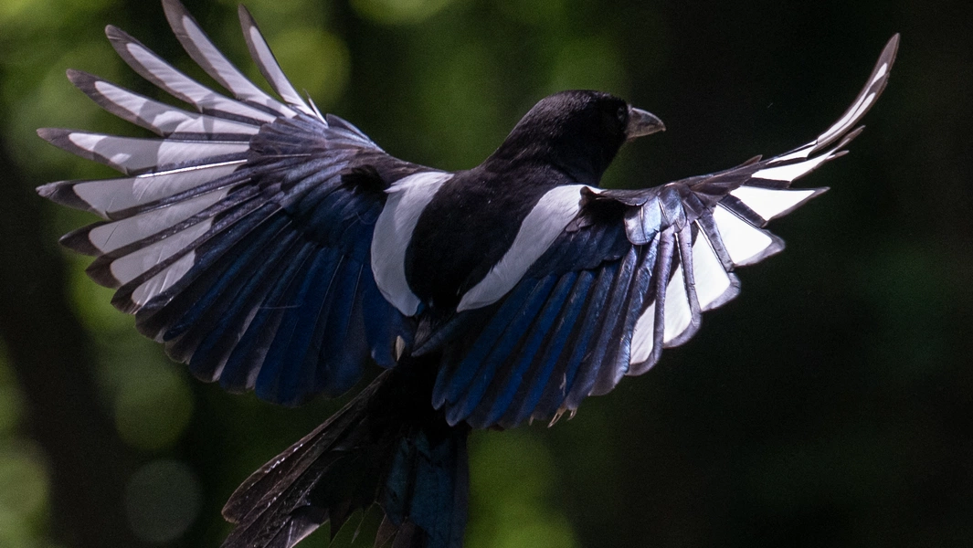 Urban birds flee sooner from women than men, study finds