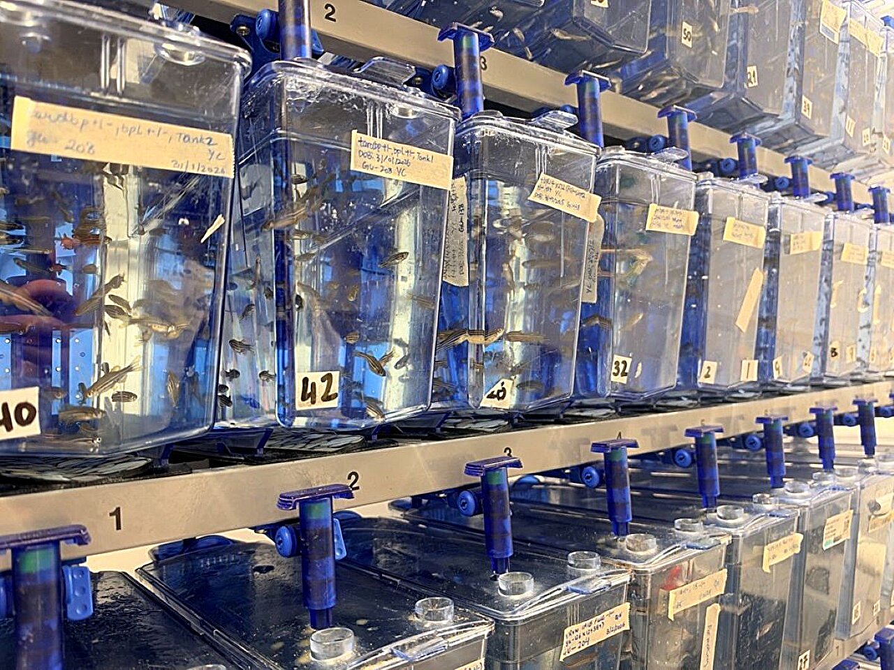 New zebrafish models could help test treatments for mental health ...