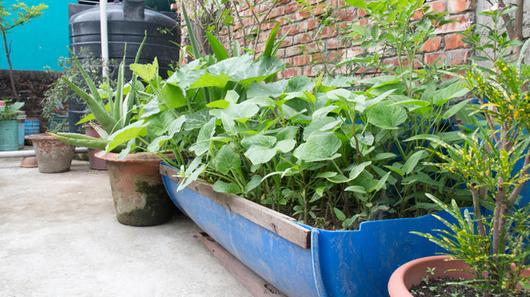 Are pumpkins a good choice for container gardening?
