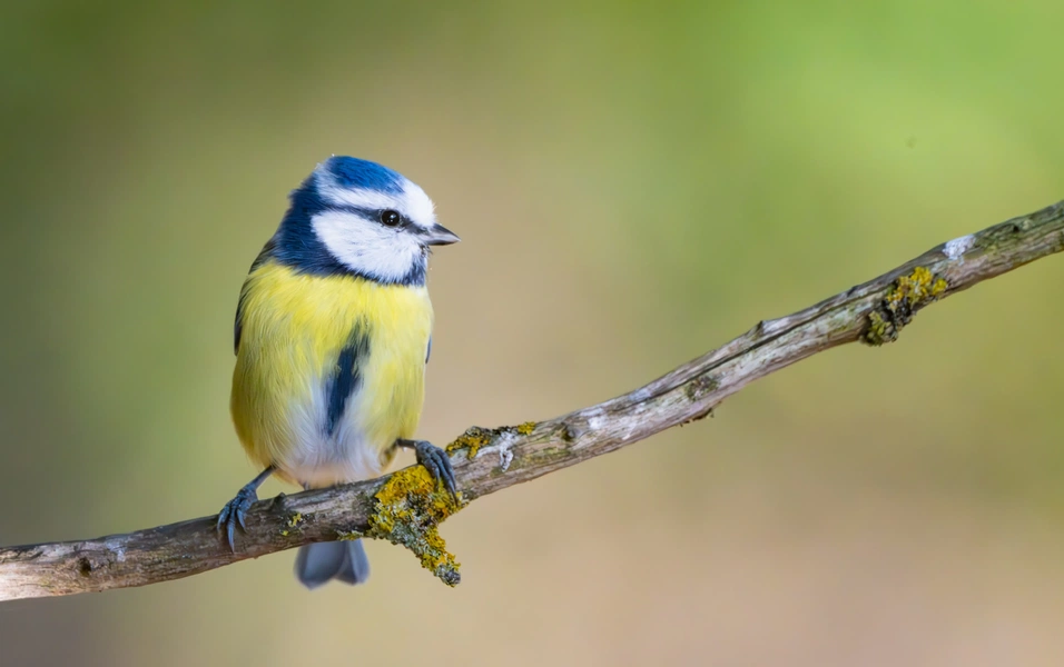 RSPB opens seasonal feeding window for garden birds