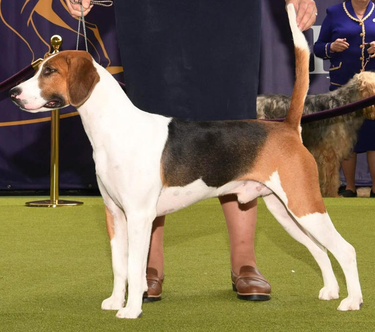 5 of the rarest dog breeds in the world