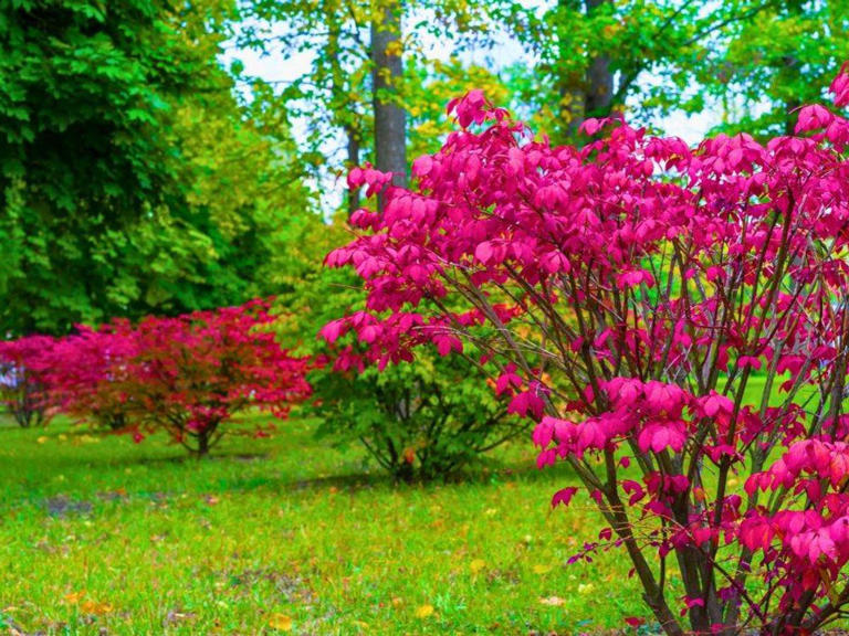 Robins will come into gardens every day if you replace seed with a ...