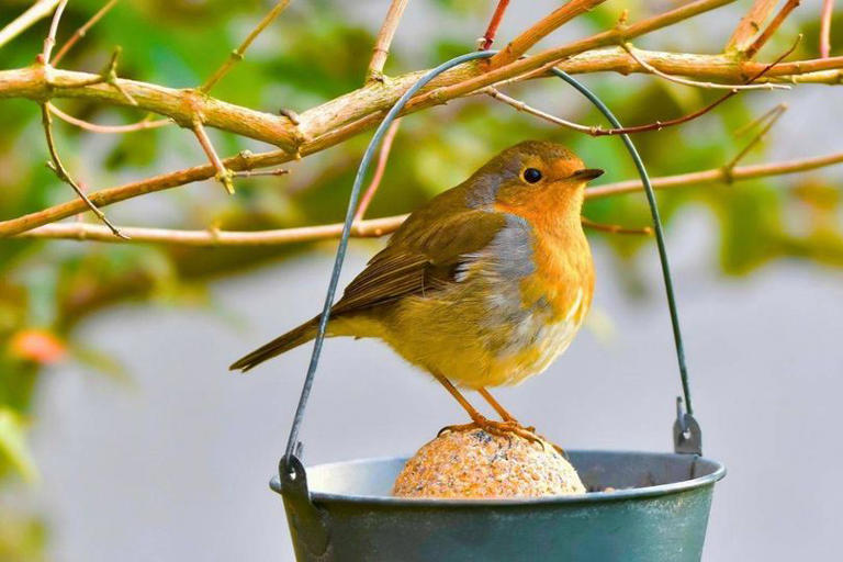 Robins will visit gardens if you swap seeds for a more natural item instead