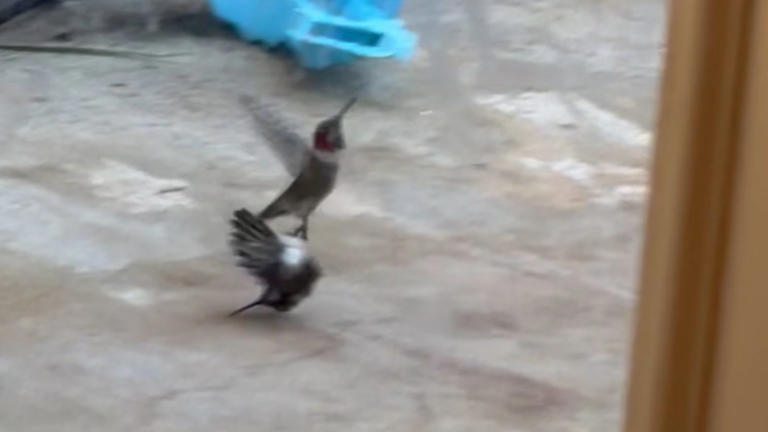 Hummingbird carries seemingly lifeless bird before it suddenly flies away