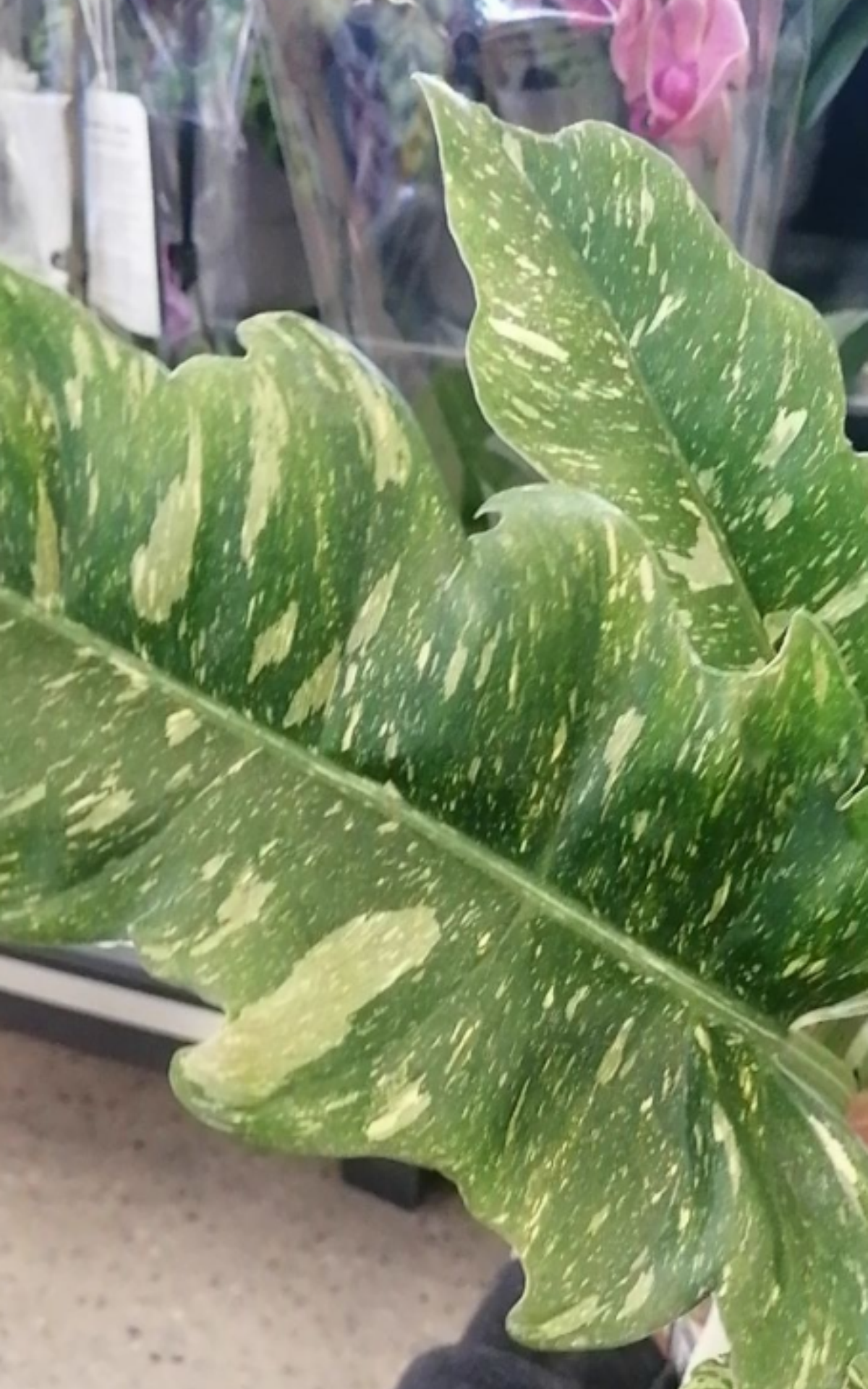 Exploring a rare plant