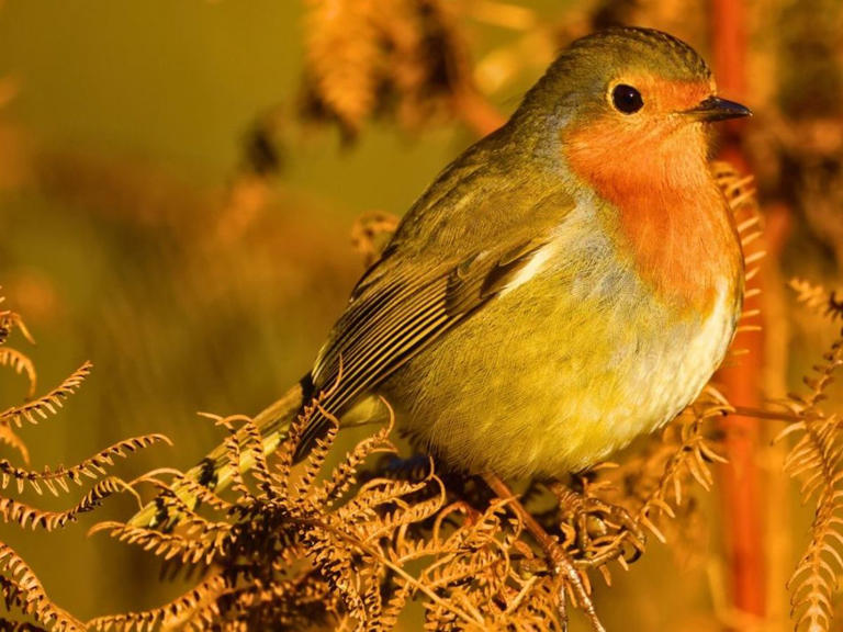 Robins will come into gardens every day if you replace seed with a ...